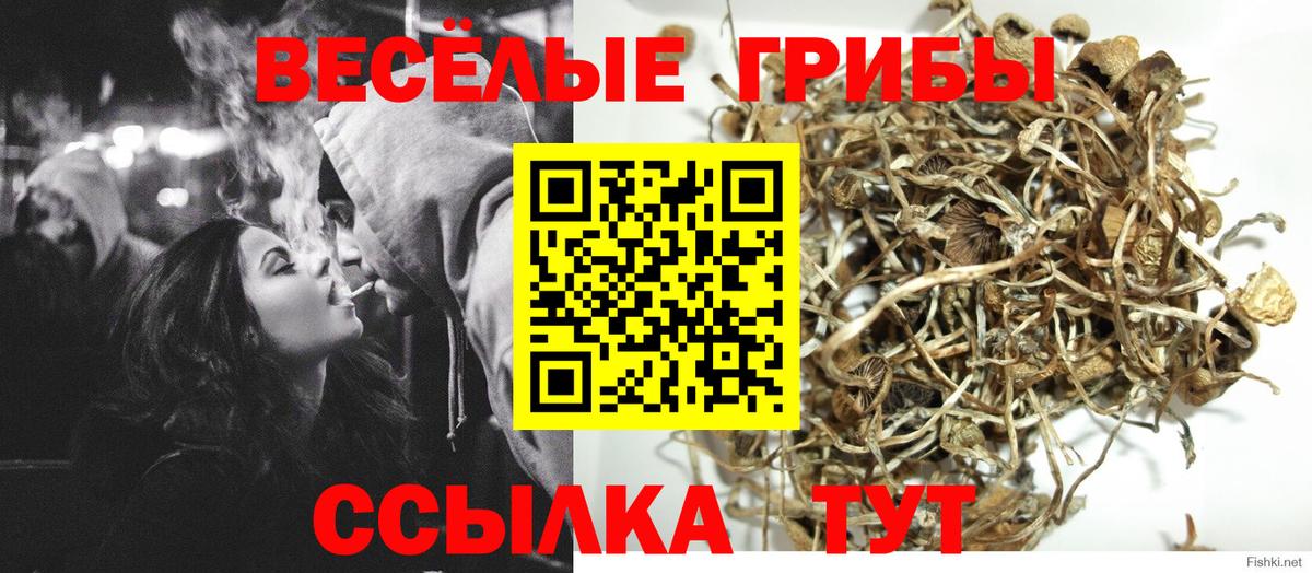 Псилоцибиновые грибы прущие грибы Бор